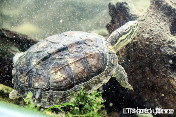 ▲越南盜獵嚴重！奧地利送40隻安海龜到台北動物園避風頭。（圖／臺北市立動物園提供）