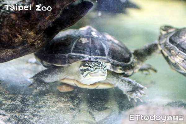▲越南盜獵嚴重！奧地利送40隻安海龜到台北動物園避風頭。（圖／臺北市立動物園提供）