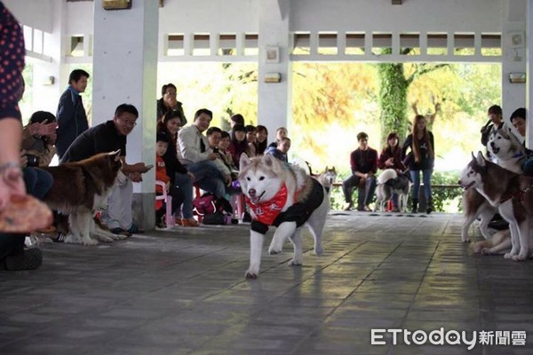 道夫、豆寶和肥寶。（圖／飼主蘇良明提供）