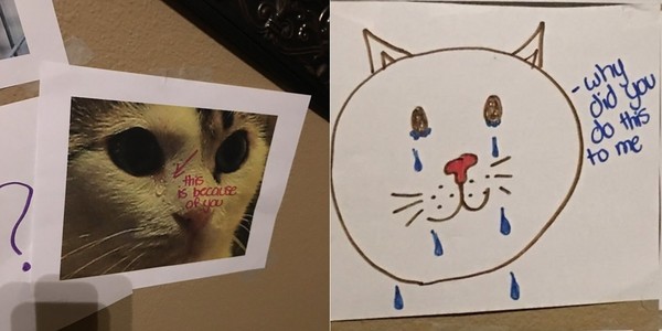 你不心疼嗎...誘拐爸爸養貓　13歲妹子畫「收容所的悲哀」貼滿牆（圖／翻攝自Twitter：Danielle Grubisic）
