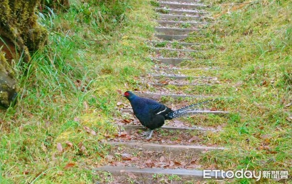 ▲▼宜蘭太平山上驚見國鳥　千元鈔票上「帝雉」現身（圖／由「太平山國家森林遊樂區」授權提供）