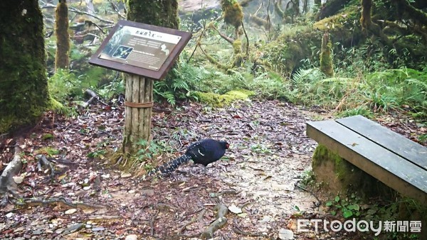 ▲▼宜蘭太平山上驚見國鳥　千元鈔票上「帝雉」現身（圖／由「太平山國家森林遊樂區」授權提供）