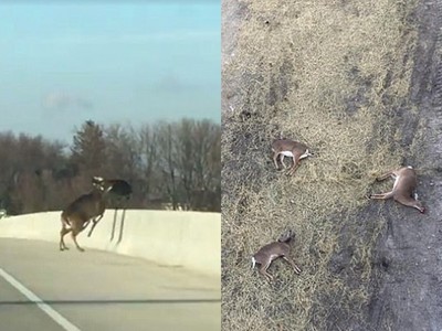 目睹鹿群集體跳橋！駕駛急煞下車搶救…事後頓悟自己也推一把