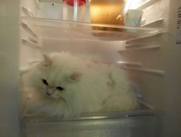 ▲▼白貓躲在冰箱跟洗衣機裡面。（圖／網友授權提供）
