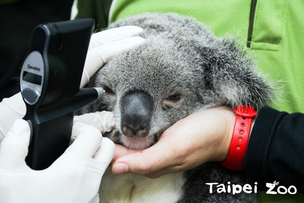 動物訓練成效用在這~無尾熊「Grace」淡定接受健檢（圖／台北市立動物園提供）