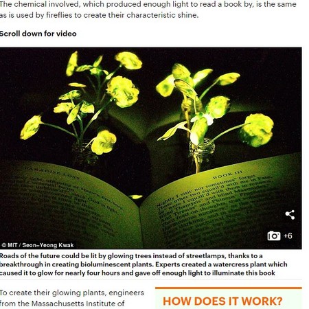 麻省理工學院的科學家近日宣布，已經培育出「會發光的植物」，能將房間照亮；科學家則是希望在未來能透過這種植物，減少對電力的需求。（圖／翻攝自每日郵報）