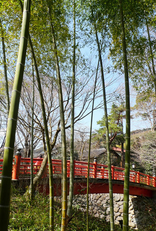 ▲遊伊豆賞日本最早櫻花。（圖／鳳凰旅遊提供）