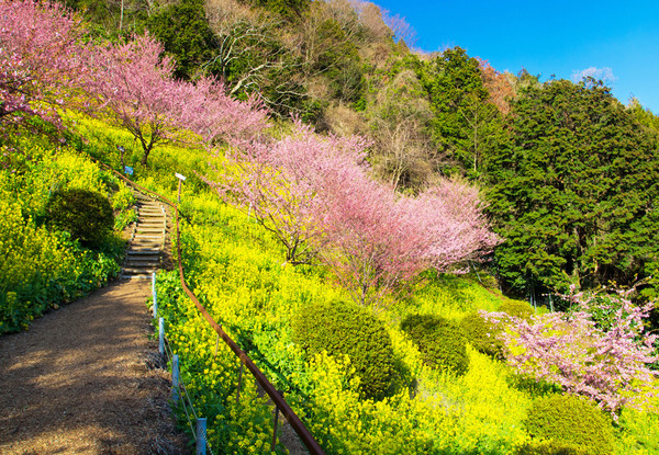 ▲遊伊豆賞日本最早櫻花。（圖／鳳凰旅遊提供）