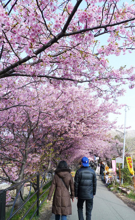 ▲遊伊豆賞日本最早櫻花。（圖／鳳凰旅遊提供）