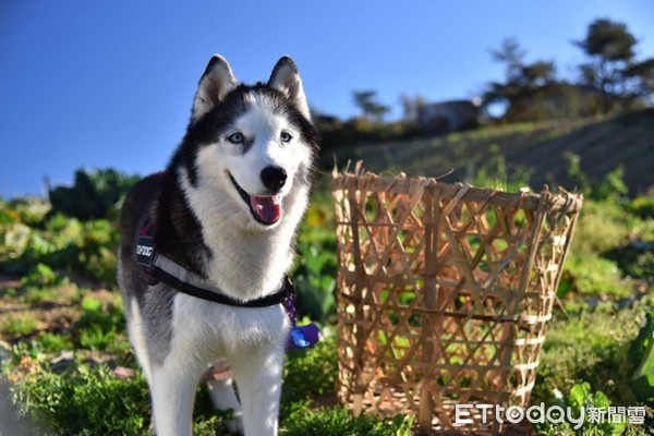 哈士奇拿鐵。（圖／飼主吳建興提供）