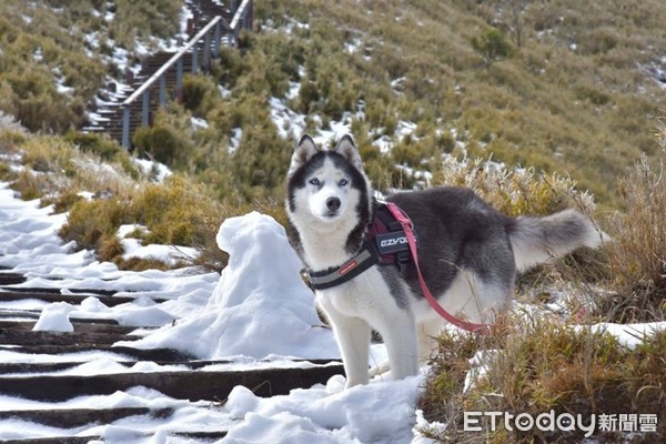 哈士奇拿鐵。（圖／飼主吳建興提供）