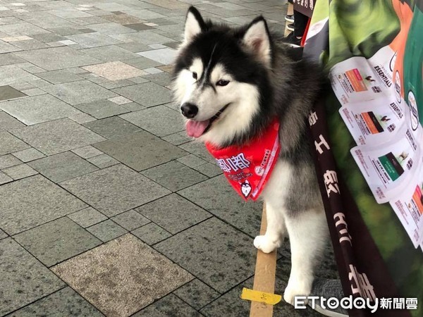 瘋狂哈士奇雪橇大賽。（圖／記者 李依融攝）