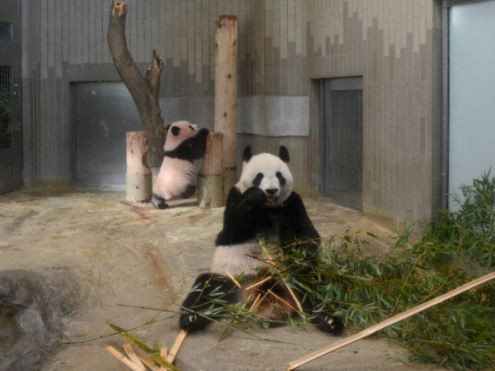 日本上野動物園熊貓寶寶「香香」。（圖／翻攝自推特@TokyoZooNet_PR）
