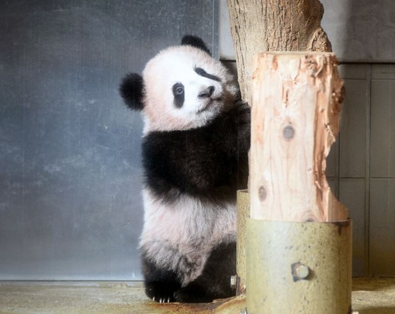 日本上野動物園熊貓寶寶「香香」。（圖／翻攝自推特@TokyoZooNet_PR）