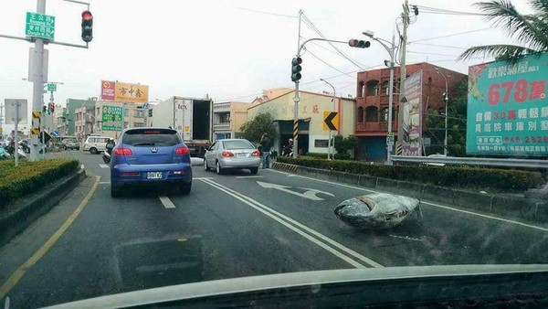 ▲▼高雄林園區發生2尾巨大鮪魚跳車事件。（圖／翻攝爆料公社）