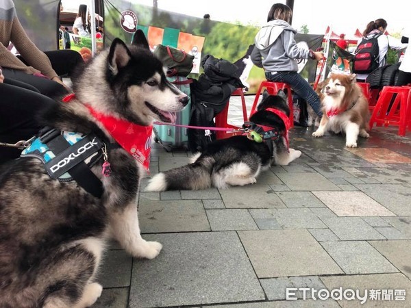 哈士奇瘋狂雪橇大賽。（圖／記者李依融攝）