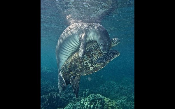 ▲▼ 美國夏威夷海岸有隻海龜遭釣魚線纏身，海豹助牠脫困好溫馨，狂吸12萬網友按讚。（圖／翻攝自Instagram／bjkvideoproduction）