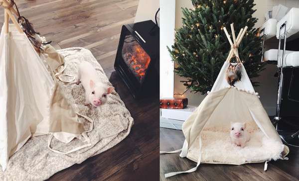 ▲冷吱吱...粉紅豬站在暖爐前「定格」　萌萌烤身體好療癒～（圖／翻攝自IG:stellamaxpig，下同）