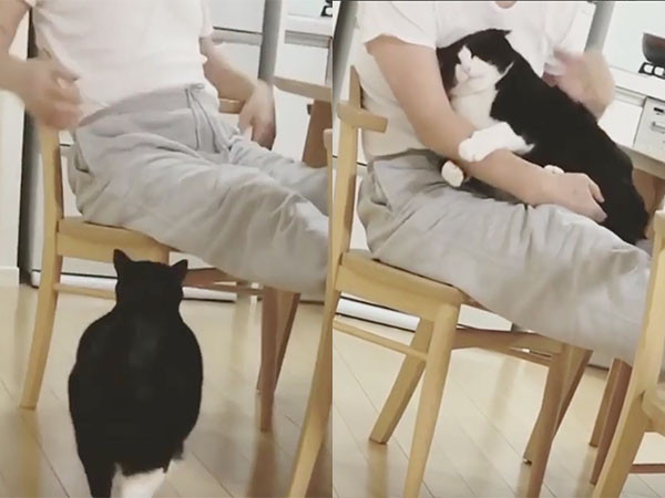 ▲愛撒嬌的超胖賓士貓。（圖／翻攝自影片／Instagram／pleasantcats）