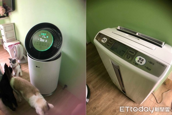 霸氣媽：錢不是問題！8貓入住豪華閨房　配電視看動物星球頻道（圖／網友Andrea Wang授權提供）