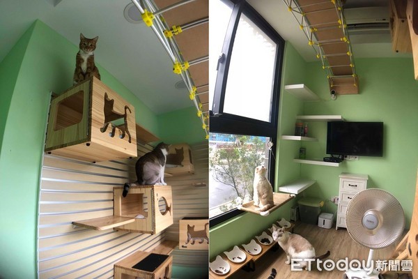 霸氣媽：錢不是問題！8貓入住豪華閨房　配電視看動物星球頻道（圖／網友Andrea Wang授權提供）