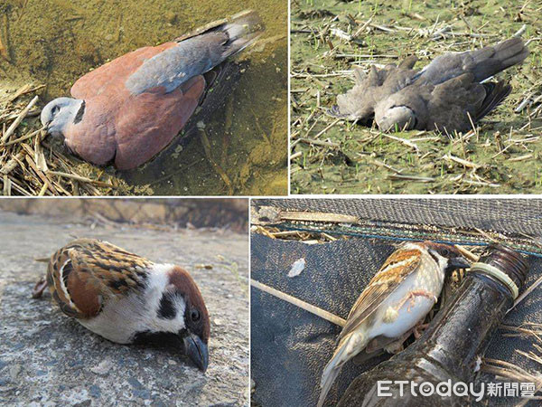 ▲台南官田農田旁發現許多中毒死亡的野生鳥類 。（圖／網友Lu Huang授權提供。）