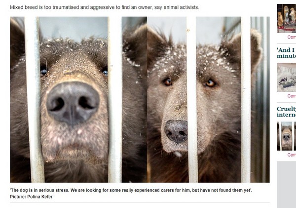 ▲俄羅斯街頭發現一隻熊頭狗身的動物。（圖／翻攝自siberiantimes）