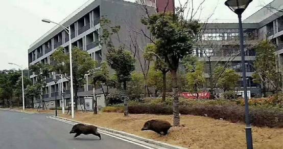 ▲ 南京大學闖入兩隻野豬，照片被網友趣味改圖。（圖／翻攝自YouTube）