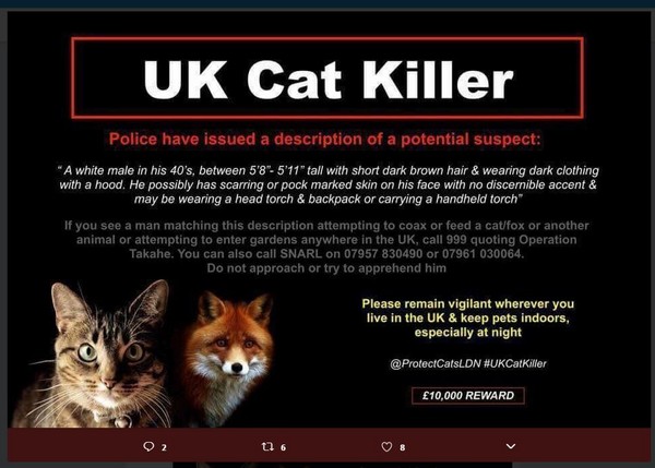 ▲倫敦驚傳「連續殺貓魔」！斬首400隻，最新受害者是一隻3歲大的橘貓，受害家屬懸賞兩萬抓兇手。（圖／翻攝自推特：Protect Cats）