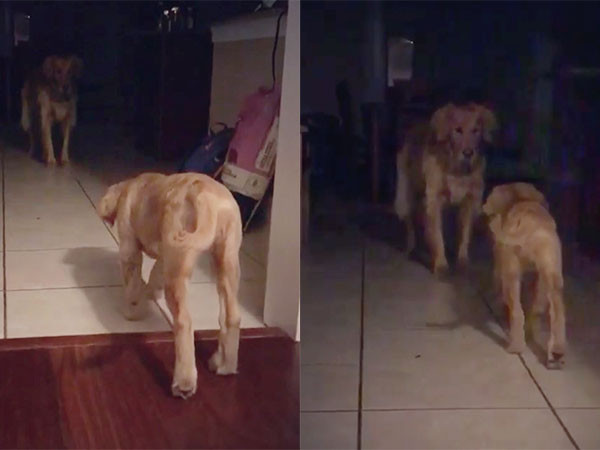 ▲黃金獵犬「Allie」與「Indy」。（圖／翻攝自影片／Instagram／allieandindy）