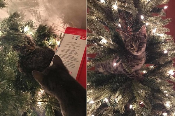 一直生活在垃圾桶...小貓有了自己的聖誕樹　開心到喵喵喵（圖／翻攝自Itty Bitty Kitty Committee）