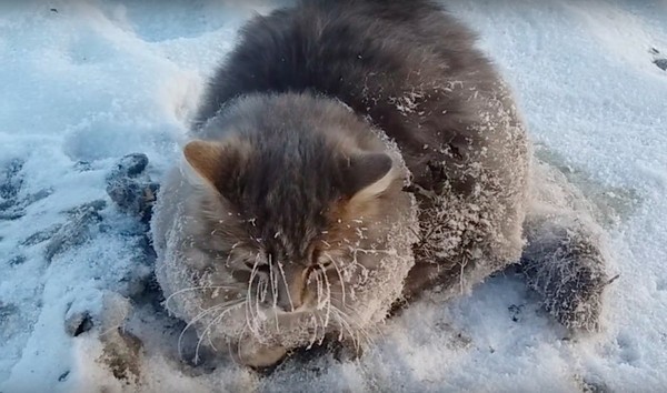 鬍鬚都結冰了...長毛貓「肉掌黏冰上」　頂暴風雪抖到不行（圖／翻攝自Sergey Baranov／YouTube）