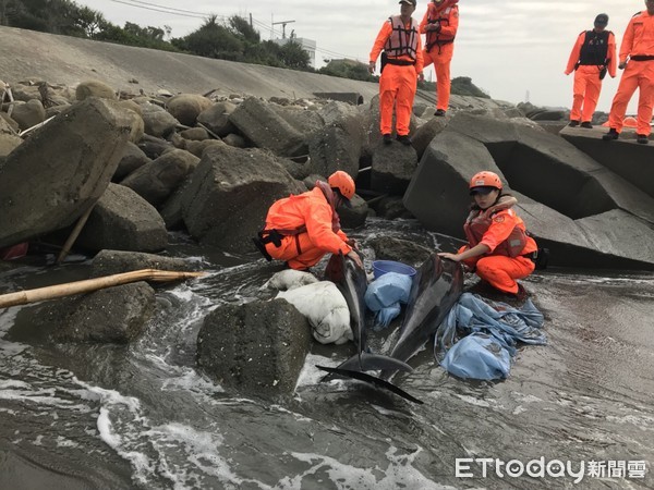 ▲海巡署第11海岸巡防總隊白砂崙安檢所守望哨，19日上午9時許，發現沙灘處有鯨豚擱淺，馬上派員救援。（圖／記者林悅翻攝）