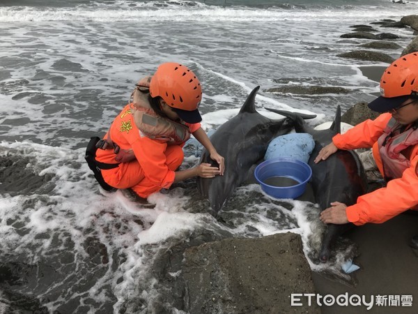 ▲海巡人員展開救援行動，即先行灑水及濕布覆蓋鯨豚身體保濕，以利散熱。（圖／記者林悅翻攝）