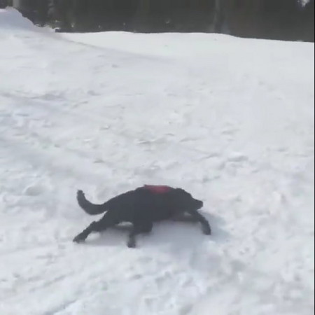 ▲▼下班囉！救援犬秒趴白色雪地　黑拉拉爽到翻肚側滑60米。（圖／取自Youtube頻道Chris Child）