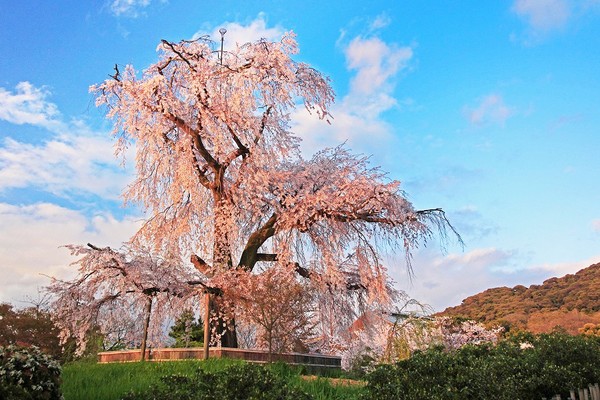 ▲遊關西雙賞櫻名所　入住溫泉旅館坐擁無敵海景。（圖／翔笙旅遊提供）