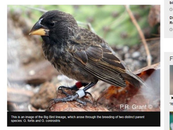 ▲▼ 根據科學家最新研究指出，位在太平洋東部海域的厄瓜多加拉巴哥群島（Galápagos Islands）一處偏遠島嶼上，被稱為「大鳥」（Big Bird）的新品種，僅利用短短2個世代的時間就完成演化。（圖／翻攝自BBC網站）