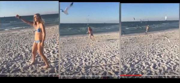 比基尼妹沙灘上演浪漫餵食秀　慘遭20多隻飢餓海鷗圍攻。（圖／翻攝自Prime Multiple News的YouTube）