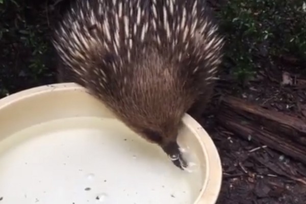 針鼴喝水。（圖／翻攝自Zoo Victoria）