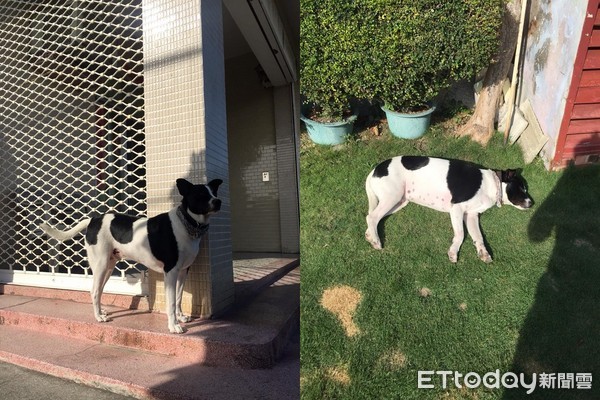 ▲睡在沒乾斑馬線上就變這樣&hellip;　阿汪「特殊花色」讓網笑翻了。（圖／網友李圻堉提供）