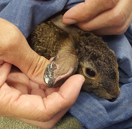 加州大火兔子獲救。（圖／翻攝自California Wildlife Center）