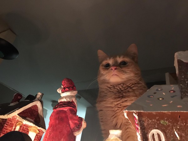 貓咪VS聖誕老公公。（圖／翻攝自Reddit／dabaers）