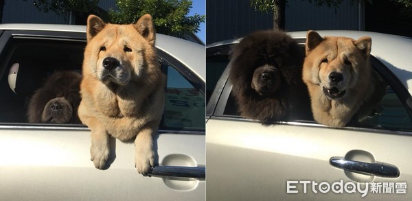 ▲老來等！　混血鬆獅探頭無奈：我有長很老嗎？（圖／網友松柏提供，請勿隨意翻拍，以免侵權。）