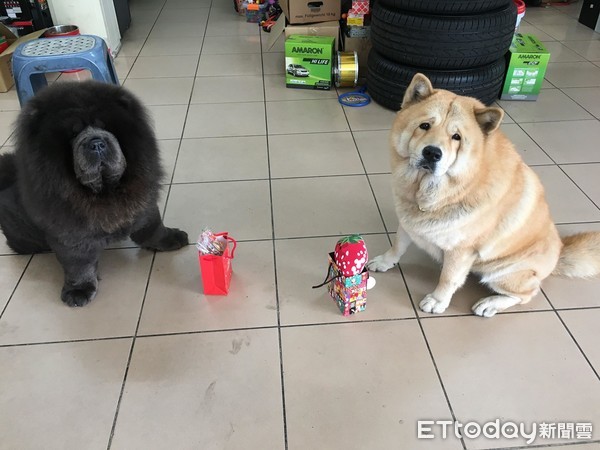 ▲老來等！　混血鬆獅探頭無奈：我有長很老嗎？（圖／網友松柏提供，請勿隨意翻拍，以免侵權。）