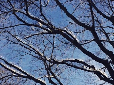 針刺鳥掌噴血！富豪捨不得超跑沾鳥糞　豪宅區樹枝黏滿長針