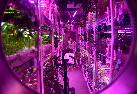 在一個種滿植物的密閉艙裡，一名志願者正在進行科學實驗——這幅展現「月宮一號」工作場景的照片，近日同「北美日全食」等一道入選英國《自然》雜誌的2017年最佳科學圖片。（圖／新華社）