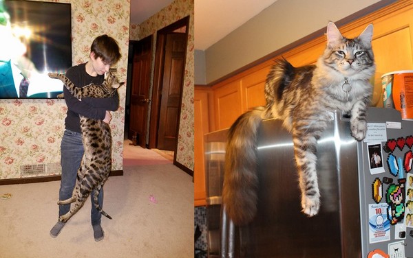 2隻都是世界紀錄　「最高貓」與「最長尾貓」困火場死亡。（圖／翻攝自Arcturus Aldebaran Powers與Cygnus Regulus Powers的臉書）