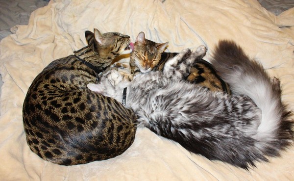2隻都是世界紀錄　「最高貓」與「最長尾貓」困火場死亡。（圖／翻攝自Arcturus Aldebaran Powers與Cygnus Regulus Powers的臉書）