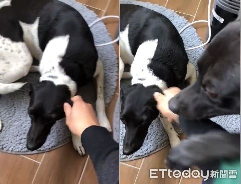 ▲姐姐亂尿尿！爸捏耳朵修理　狗弟竟「壓手求情」：不准打啦。（圖／有點毛毛的／網友潘小究提供）