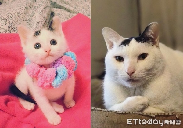 ▲萌妹&rarr;漢子！他撿小貓養5年驚覺「被調包」　性格也歪掉了啊。（圖／網友周小威提供，下同）